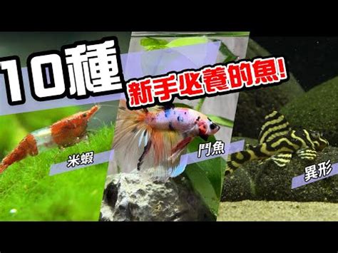 超好養的魚|2024年最受歡迎觀賞魚